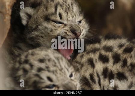 (170621) -- YUSHU, 21. Juni 2017 -- Foto aufgenommen am 16. Juni 2017 zeigt ein Schneeleopardenjunge in Büschen in der Gemeinde Gaduo im Chengduo County unter der tibetischen Autonomen Präfektur Yushu, Provinz Qinghai im Nordwesten Chinas. Schneeleopardenjungen wurden kürzlich in Büschen in der Quellregion des Yangtze, Chinas längstem Fluss, gesichtet. Schneeleoparden sind ein in China geschütztes Tier der Klasse A und werden von der International Union for Conservation of Nature als gefährdet eingestuft. ) (wyo) CHINA-QINGHAI-SNOW LEOPARDENJUNGEN (CN) JiangyongxTudeng PUBLICATIONxNOTxINxCHN Yushu 21. Juni 2017 Foto aufgenommen AM Juni Stockfoto