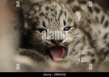 170621 -- YUSHU, 21. Juni 2017 -- Foto aufgenommen am 16. Juni 2017 zeigt ein Schneeleopardenjunges in Büschen in der Gaduo Township des Chengduo County unter der tibetischen Autonomen Präfektur Yushu in der nordwestlichen chinesischen Provinz Qinghai. Schneeleopardenjungen wurden kürzlich in Büschen in der Quellregion des Yangtze, Chinas längstem Fluss, gesichtet. Schneeleoparden sind in China ein Schutztier der Klasse A und werden von der Internationalen Union für Naturschutz als gefährdet eingestuft. wyo CHINA-QINGHAI-SNOW LEOPARD CUBS CN JiangyongxTudeng PUBLICATIONxNOTxINxCHN Stockfoto