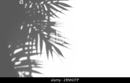 Grauer Schatten der Blätter auf weißem Hintergrund. Abstrakter neutraler Naturbegriff verschwommener Hintergrund. Freistehendes Licht. Stockfoto