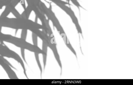 Grauer Schatten der Blätter auf weißem Hintergrund. Abstrakter neutraler Naturbegriff verschwommener Hintergrund. Freistehendes Licht. Stockfoto