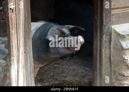 Ein Schweinekopf blickt aus der Scheunentür Stockfoto