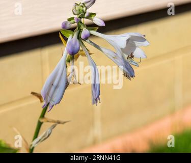 Im Garten von Hosta blühen mehrere weiße und lavendelfarbene Hosta-Blüten Stockfoto