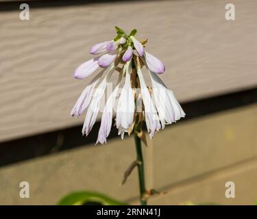 Im Garten von Hosta blühen mehrere weiße und lavendelfarbene Hosta-Blüten Stockfoto