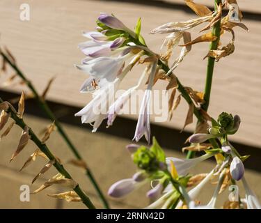 Im Garten von Hosta blühen mehrere weiße und lavendelfarbene Hosta-Blüten Stockfoto