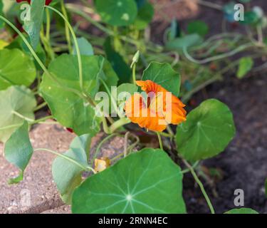 Mehrere rote und orange Kapuzinerkresse blüht im Garten auf der Rückseite Stockfoto