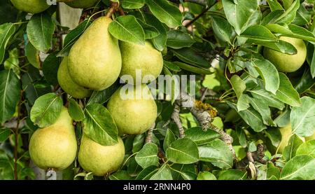 Nahaufnahme von Konferenzbirnen (Pyrus communis), die an einem Baum hängen, Kanton Thurgau, Schweiz Stockfoto