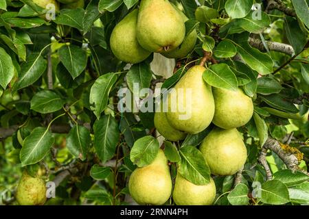 Nahaufnahme von Konferenzbirnen (Pyrus communis), die an einem Baum hängen, Kanton Thurgau, Schweiz Stockfoto