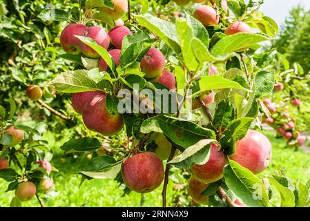 Nahaufnahme von roten Reifen Äpfeln, die an einem erntebereiten Baum hängen, Kanton Thurgau, Schweiz Stockfoto