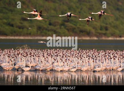 Bilder des Tages (170625) -- BOGORIA-SEE, 25. Juni 2017 -- Flamingos-Herden werden am Flachwasser des Bogoria-Sees in Kenia gesehen, 19. Juni 2017. ) (dtf) KENYA-LAKE BOGORIA-FLAMINGOS ChenxCheng PUBLICATIONxNOTxINxCHN Bilder der Tag Bogoria Bogoria Juni 25 2017 Herde Flamingos sind Seen im Flachwasser des Bogoria-Sees in Kenia 19. Juni 2017 dtf Kenya Lake Bogoria Flamingos ChenxCheng PUBLICATIONxNOTxINxCHN Stockfoto