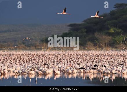(170625) -- BOGORIA-SEE, 25. Juni 2017 -- Flamingos-Herden werden am flachen Wasser des Bogoria-Sees in Kenia gesehen, 19. Juni 2017. ) (dtf) KENYA-LAKE BOGORIA-FLAMINGOS ChenxCheng PUBLICATIONxNOTxINxCHN Lake Bogoria Juni 25 2017 Herde Flamingos sind Seen im Flachwasser des Lake Bogoria in Kenia 19. Juni 2017 dtf Kenya Lake Bogoria Flamingos ChenxCheng PUBLICATIONxNOTxINxCHN Stockfoto