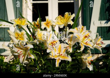 Bouquet de lys jaunes et oranges, lys Auratum, lys Conca d'Or, lys Mister CAS, lys Lady Alice, lys Baferrari (jardin du ruisseau de l'église 2023) Stockfoto