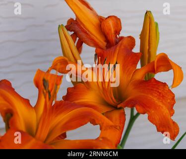 Mehrere Primal schreien orange Taglilien im Liliengarten Stockfoto