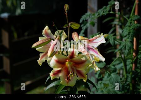 lilium jaune et Grenat Lavon (jardin du ruisseau de l'église 2023) Stockfoto