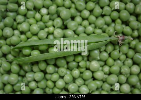 Grüne Erbse. Frische Erbsen mit offener Schale oben. Geschälte süße Erbsen Stockfoto