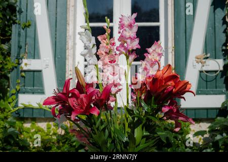 Bouquet de lys rouge et roses, lys Anastasia, Montezuma, Dizzy et glaieuls (jardin du ruisseau de léglise 2023) Stockfoto