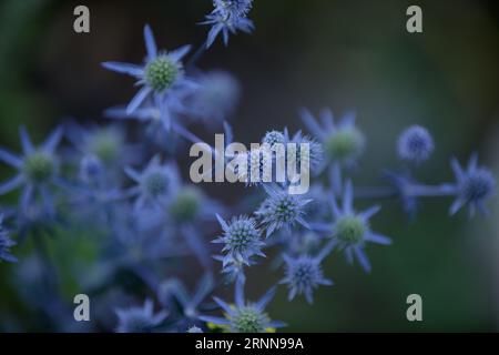 Eryngium. Sea Holly Blue Gesundheitspflege Blumen, Soft Focus. Mediterrane stechpalme, Eryngo-Blüten aus nächster Nähe. Heilkräuter. Thistle Blume mit Dornröschen Stockfoto