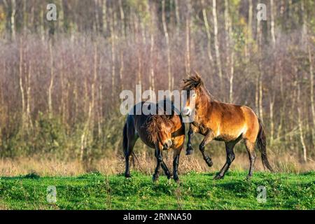 Zwei kämpfende braune Exmoor Ponys, vor einem Wald- und Schilfhintergrund. Beißen, Aufziehen und Schlagen. Herbstfarben im Winter. Niederlande Stockfoto