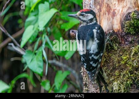 Großer Spechte, Dendrocopos Major, Männchen dieses großen Vogels, der auf Baumstumpf sitzt, rote Federn, grüner diffuser Hintergrund, wilde Naturszene Stockfoto