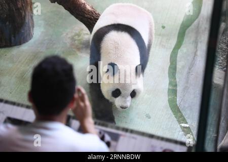 (170706) - TAIPEI, 6. Juli 2017 -- Ein Besucher fotografiert den riesigen Panda Yuan Zai im Taipei Zoo in Taipei, Südostchinas Taiwan, 6. Juli 2017. Der Zoo feierte am Donnerstag den vierten Geburtstag von Yuan Zai . ) (wyo) CHINA-TAIPEI-RIESE PANDA-GEBURTSTAG (CN) ZhouxMi PUBLICATIONxNOTxINxCHN Taipei 6. Juli 2017 ein Besucher macht Fotos von RIESEN Panda Yuan Zai IM Taipei Zoo in Taipei Südost-China S TAIWAN 6. Juli 2017 der Zoo feierte AM Donnerstag den vierten Geburtstag von Yuan Zai wyo China Taithei CN ZhouxMi PUBLICATIONxNOTxINxCHN Stockfoto