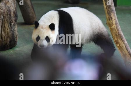 (170706) - TAIPEI, 6. Juli 2017 -- der Riesenpanda Yuan Zai wird am 6. Juli 2017 im Taipei Zoo in Taipei, Taiwan im Südosten Chinas, gesehen. Der Zoo feierte am Donnerstag den vierten Geburtstag von Yuan Zai . ) (wyo) CHINA-TAIPEI-RIESE PANDA-GEBURTSTAG (CN) ZhouxMi PUBLICATIONxNOTxINxCHN Taipei 6. Juli 2017 RIESEN Panda Yuan Zai IST Seen IM Taipei Zoo in Taipei Südost China S TAIWAN 6. Juli 2017 der Zoo feierte AM Donnerstag den vierten Geburtstag von Yuan Zai wnowyo China Taipei Giant ZINTICTIOMICNCHIxBLN Stockfoto