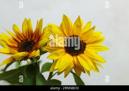 Eine Nahaufnahme von hellen gelben Sonnenblumen mit weißem Hintergrund Stockfoto