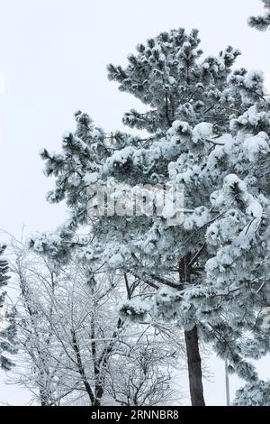Winterwald bei schneebedecktem stürmischem Wetter Stockfoto
