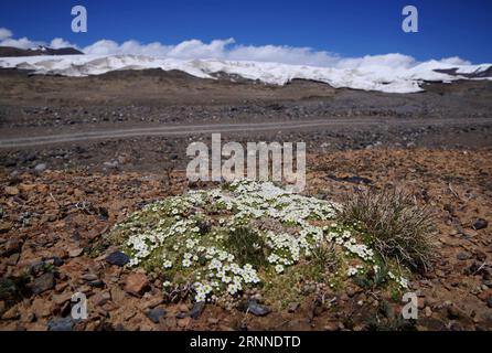(170710) -- NAGQU, 10. Juli 2017 -- Foto aufgenommen am 9. Juli 2017 zeigt Wildblumen in der Nähe des Purog Kangri-Gletschers in Nagqu, südwestchinesische Autonome Region Tibet. Mit einer Fläche von etwa 400 Quadratkilometern schmilzt der Purog-Kangri-Gletscher mit beschleunigter Geschwindigkeit, was laut einem Forscher der Chinesischen Akademie der Wissenschaften zur Bildung zahlreicher Flüsse und Seen geführt hat.) (zx) CHINA-NAGQU-PUROG KANGRI-GLETSCHER (CN) LiuxDongjun PUBLICATIONxNOTxINxCHN Nagqu 10. Juli 2017 Foto aufgenommen AM 9. Juli 2017 zeigt Wildblumen in der Nähe des PUROG KANGRI-Gletschers in Nagqu Südwestchina S Tibet Auto Stockfoto