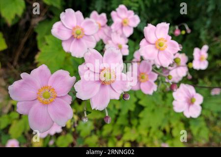 Sanftes Rosa Japanische Anemone hybrida 'RobustissimaÕ, auch bekannt als Traubenblattanemone, in Blüte. Stockfoto