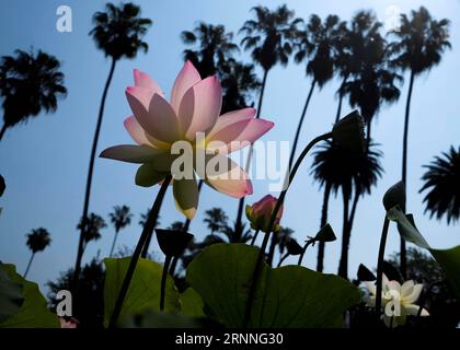 (170713) -- LOS ANGELES, 13. Juli 2017 -- Eine Lotusblüte blüht im Echo Park in Los Angeles, USA, 12. Juli 2017. Das Lotus Festival findet vom 15. Bis 16. Juli im Echo Park statt. Die zweitägige Feier mit Kunstwerken, köstlichen Speisen aus China und anderen asiatischen und pazifischen Ländern zielt darauf ab, die Bewohner zusammenzubringen, unterschiedliche asiatische Kulturen zu teilen und zu fördern. ) (Zjy) U.S.-LOS ANGELES-LOTUS ZhaoxHanrong PUBLICATIONxNOTxINxCHN 170713 Los Angeles 13. Juli 2017 A Lotus Flower Blossoms AT Echo Park in Los Angeles die Vereinigten Staaten 12. Juli 2017 das jährliche Lotus Festival wird B Stockfoto