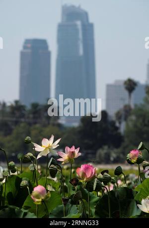 (170713) -- LOS ANGELES, 13. Juli 2017 -- Lotusblumen blühen im Echo Park in Los Angeles, USA, 12. Juli 2017. Das Lotus Festival findet vom 15. Bis 16. Juli im Echo Park statt. Die zweitägige Feier mit Kunstwerken, köstlichen Speisen aus China und anderen asiatischen und pazifischen Ländern zielt darauf ab, die Bewohner zusammenzubringen, unterschiedliche asiatische Kulturen zu teilen und zu fördern. ) (Zjy) U.S.-LOS ANGELES-LOTUS ZhaoxHanrong PUBLICATIONxNOTxINxCHN 170713 Los Angeles 13. Juli 2017 Lotus Flowers Blossom AT Echo Park in Los Angeles die Vereinigten Staaten 12. Juli 2017 das jährliche Lotus Festival wird He sein Stockfoto