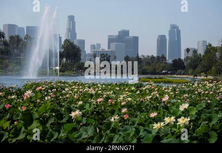 (170713) -- LOS ANGELES, 13. Juli 2017 -- Lotusblumen blühen im Echo Park in Los Angeles, USA, 12. Juli 2017. Das Lotus Festival findet vom 15. Bis 16. Juli im Echo Park statt. Die zweitägige Feier mit Kunstwerken, köstlichen Speisen aus China und anderen asiatischen und pazifischen Ländern zielt darauf ab, die Bewohner zusammenzubringen, unterschiedliche asiatische Kulturen zu teilen und zu fördern. ) (Zjy) U.S.-LOS ANGELES-LOTUS ZhaoxHanrong PUBLICATIONxNOTxINxCHN 170713 Los Angeles 13. Juli 2017 Lotus Flowers Blossom AT Echo Park in Los Angeles die Vereinigten Staaten 12. Juli 2017 das jährliche Lotus Festival wird He sein Stockfoto