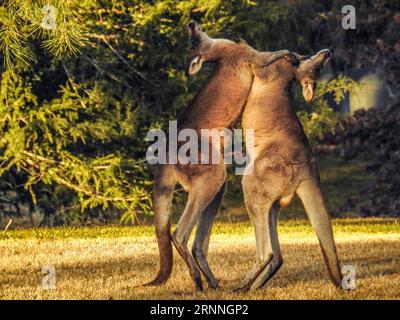 (170714) -- CANBERRA, 14. Juli 2017 -- zwei Kängurus führen einen Boxkampf in Weston Park, Canberra, Australien, 14. Juli 2017. Kängurus sind große Beuteltiere, die nur in Australien vorkommen. ) (Zjy) AUSTRALIA-CANBERRA-KÄNGURUS JustinxQian PUBLICATIONxNOTxINxCHN 170714 Canberra 14. Juli 2017 zwei KÄNGURUS nehmen an einem Boxkampf in Weston Park Canberra Australien 14. Juli 2017 KÄNGURUS sind große Beuteltiere Thatcher sind nur in Australien Zjy Australia Canberra KÄNGURUS PustxBLIxIxQIOs JustNNNNNNNCHIxCHIOs Stockfoto