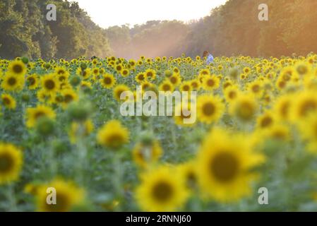 (170717) -- MARYLAND, 17. Juli 2017 -- Besucher genießen Sonnenblumen im McKee-Beshers Wildlife Management Area in Maryland, USA, 16. Juli 2017. ) (Jmmn) U.S.-MARYLAND-SUNFLOWERS YinxBogu PUBLICATIONxNOTxINxCHN Maryland 17. Juli 2017 Besucher genießen Sonnenblumen IM McKee Wildlife Management Area in Maryland die Vereinigten Staaten 16. Juli 2017 jmmn US Maryland Sunflowers YinxBogu PUBLICATIONxNOTxINxCHN Stockfoto