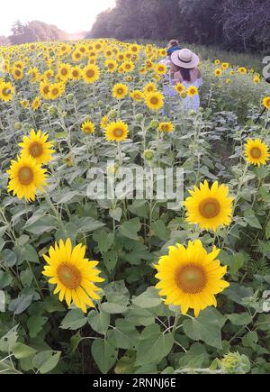 (170717) -- MARYLAND, 17. Juli 2017 -- Besucher genießen Sonnenblumen im McKee-Beshers Wildlife Management Area in Maryland, USA, 16. Juli 2017. ) (Jmmn) U.S.-MARYLAND-SUNFLOWERS YinxBogu PUBLICATIONxNOTxINxCHN Maryland 17. Juli 2017 Besucher genießen Sonnenblumen IM McKee Wildlife Management Area in Maryland die Vereinigten Staaten 16. Juli 2017 jmmn US Maryland Sunflowers YinxBogu PUBLICATIONxNOTxINxCHN Stockfoto