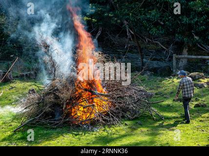 Mann, der das Gartenfeuer des Baumschneidens und der Äste überwacht Stockfoto