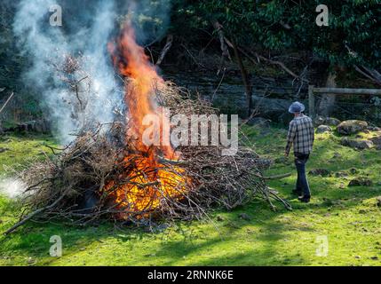 Mann, der das Gartenfeuer des Baumschneidens und der Äste überwacht Stockfoto