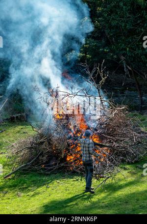 Mann, der das Gartenfeuer des Baumschneidens und der Äste überwacht Stockfoto