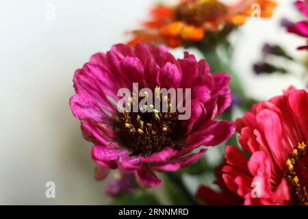 Makro bunte Zinnienblütenköpfe Stockfoto