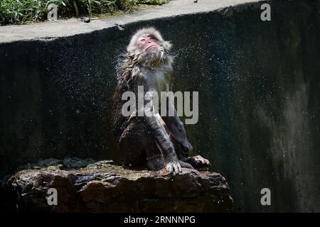 (170723) -- PEKING, 23. Juli 2017 -- Ein japanisches Makaken spritzt Wasser im Hefei Wildlife Park in Hefei, Hauptstadt der ostchinesischen Provinz Anhui, 18. Juli 2017. ) (Lb) WÖCHENTLICHE AUSWAHL VON XINHUA-FOTO ZhangxDuan PUBLICATIONxNOTxINxCHN Peking 23. Juli 2017 ein japanischer Makaken spritzt Wasser IM Teh Hefei Wildlife Park in Hefei Hauptstadt von Ostchina S ANHUI Provinz 18. Juli 2017 LB wöchentliche Auswahl von XINHUA Photo ZhangxDuan PUBLICATIONxNOTxINxCHN Stockfoto