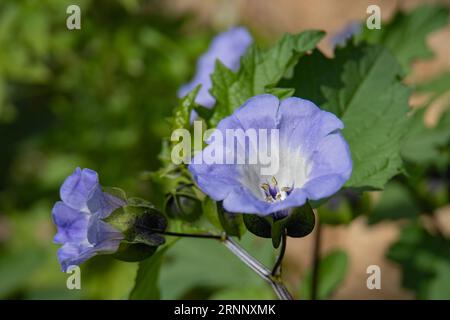 Apfel-Perus-blaue Nicandra-Blume der Nachtschattenfamilie Stockfoto