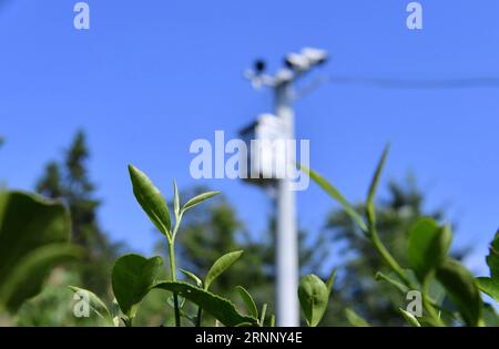 (170801) -- XUAN EN, 1. Aug. 2017 -- Foto aufgenommen am 1. Aug. 2017 zeigt den Teegarten des Dorfes Baiguoba, ausgestattet mit elektronischen Augen, einem Überwachungskamerasystem, in Xuan en, Provinz Hubei in Zentralchina. Xuan en County begann dieses Jahr mit der Einrichtung elektronischer Augen in lokalen Teegärten, um die Qualität der Teeproduktion zu erhöhen und ein sicheres Rückverfolgungssystem für biologischen Tee aufzubauen. Die Idee der sichtbaren Landwirtschaft ermöglicht es Einzelhändlern und Verbrauchern, den gesamten Prozess des Teeanpflanzens auf Moblie-Geräten zu beobachten, was auch ein Zugang zur einzigartigen Kultur des Tees ist. ) (XZY) CHINA-HUBEI-XUAN EN-TEA G Stockfoto