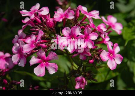 Phlox-Blütengruppe mit hellrosa Blütenblättern und dunkelrosa Zentren namens „Miss Ellie“ Stockfoto