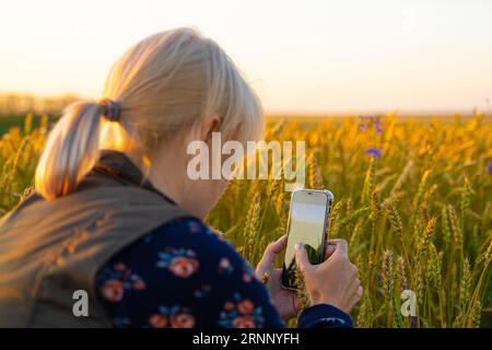 Ryazan, Russland - 20. Juli 2023: Ein Mädchen fotografiert ein Weizenohr auf einem Feld. Der Mensch kam in die Natur. Ein junges Weizen- oder Gerstenohr Stockfoto