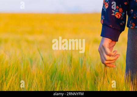 Eine Frau steht auf einem Feld und berührt mit der Hand ein Weizenohr. Der Mensch kam in die Natur. Ein junges Weizen- oder Gerstenohr Stockfoto