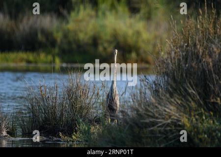 Purple Heron auf dem Streifzug, Angeln zwischen den Schilf des Sumpfes Stockfoto