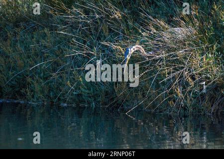 Purple Heron auf dem Streifzug, Angeln zwischen den Schilf des Sumpfes Stockfoto