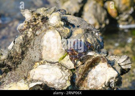 Marmorierte Steinkrabbe, die bei Ebbe auf einigen Austern steht Stockfoto