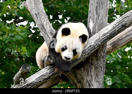 (170804) -- SAINT-AIGNAN, 4. August 2017 -- Foto aufgenommen am 4. August 2017 zeigt den männlichen Panda Yuan Zi, männlichen Partner von Huan Huan, im ZooParc de Beauval in Saint-Aignan, Frankreich. Die riesige Panda Huan Huan, die Frankreich aus China geliehen wird, wird die Zwillinge unter dem wachsamen Auge zweier chinesischer Geburtsspezialisten am 4. Oder 5. August zur Welt bringen. ) (lrz) FRANCE-SAINT-AIGNAN-RIESE PANDA-SCHWANGERE ChenxYichen PUBLICATIONxNOTxINxCHN Saint Aignan 4. August 2017 Foto aufgenommen AM 4. August 2017 zeigt den männlichen Panda Yuan RO männlichen Partner von Huan Huan in de Beauval in Saint Aignan Frankreich das Riesen-FEM Stockfoto