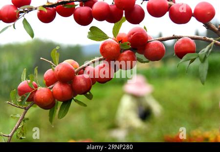 (170807) -- ZIBO, 7. August 2017 -- Bauern pflücken Cerasus humilis, eine Pflaumenfrucht, im Dorf Cuijiazhuang der Stadt Yuezhuang im Bezirk Yiyuan, ostchinesische Provinz Shandong, 7. August 2017. Der chinesische Sonnentermin Anfang des Herbstes fällt auf den 7. August dieses Jahres. ) (lx) CHINA-SHANDONG-FARM WORK(CN) ZhaoxDongshan PUBLICATIONxNOTxINxCHN Zibo 7. August 2017 Bauern pflücken cerasus humilis eine PFLAUMENFRUCHT im Dorf Yuezhuang Stadt im YIYUAN Kreis Ostchina Provinz S Shan Dong 7. August 2017 Chinesische Sonnenzeit BEGINN des Herbstfalls AM 7. August dieses Jahres LX China Shan Farm Arbeit CN ZhaoxDongshan PUBLICATIONxNOTxI Stockfoto