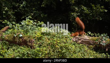 Rotes Eichhörnchen, Sciurus vulgaris, Erwachsener springt auf einem Baumstamm, Normandie in Frankreich Stockfoto